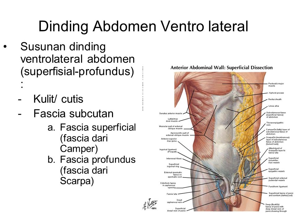 investing fascia abdomen pictures
